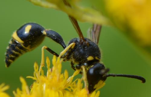 Réf. 268 869 : Eumenes coronatus